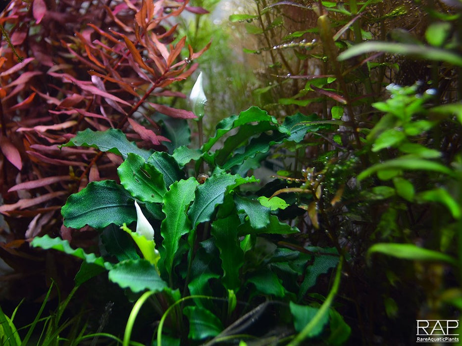 Bucephalandra pygmaea 'Bukit Kelam' 139