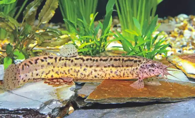 Weather Loach 4-5"
