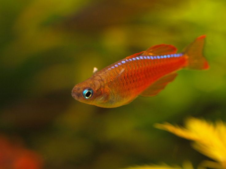 Paskai Rainbowfish | Pseudomugil Paskai (ML)
