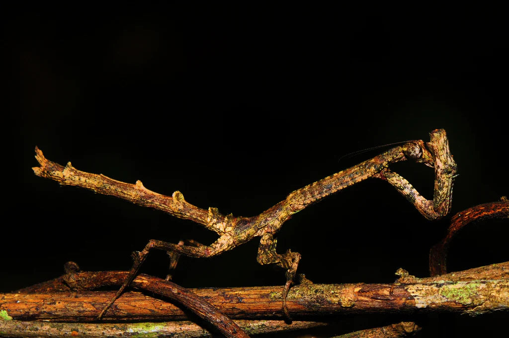 African Twig Mantis