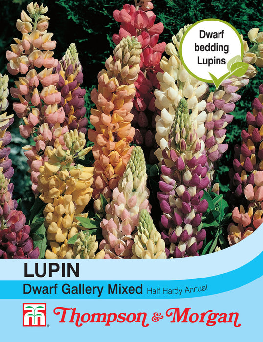 Lupin 'Gallery Dwarf Mix'