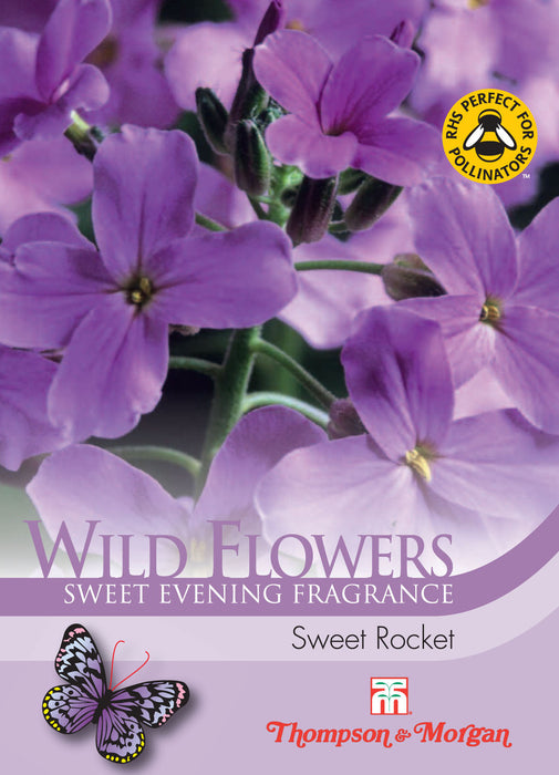 Wild Flower Sweet Rocket