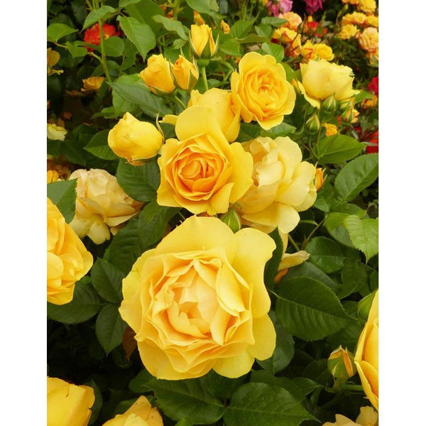 Absolutely Fabulous Floribunda Rose 4.5 Litre