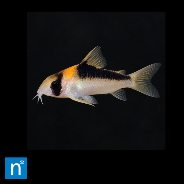 Tropical Fish