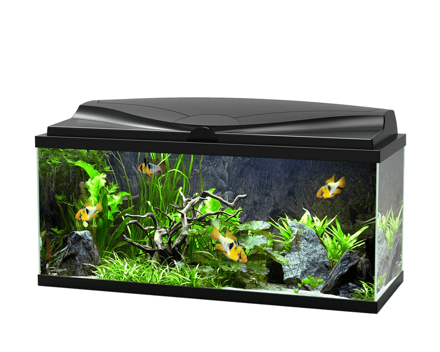 Ciano Aquarium Aqua 80 LED Black with LED Lights & Black Lid and Filter 71 Litre