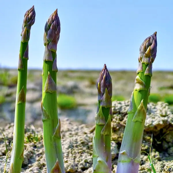 Asparagus officinalis 'Gijnlim'  / P15
