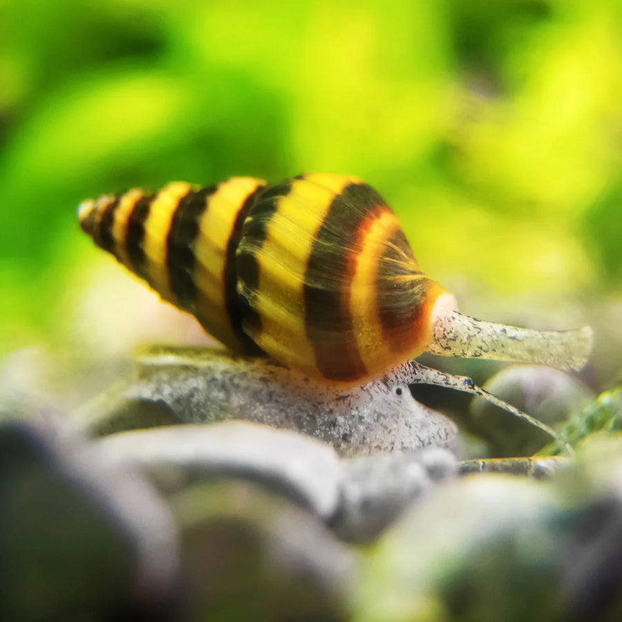 Freshwater Snails