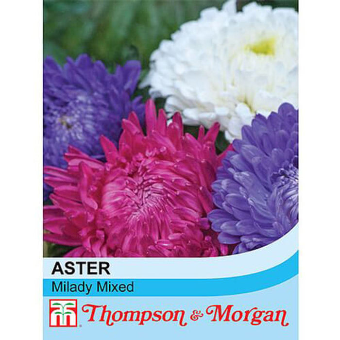 Aster Milady Mixed