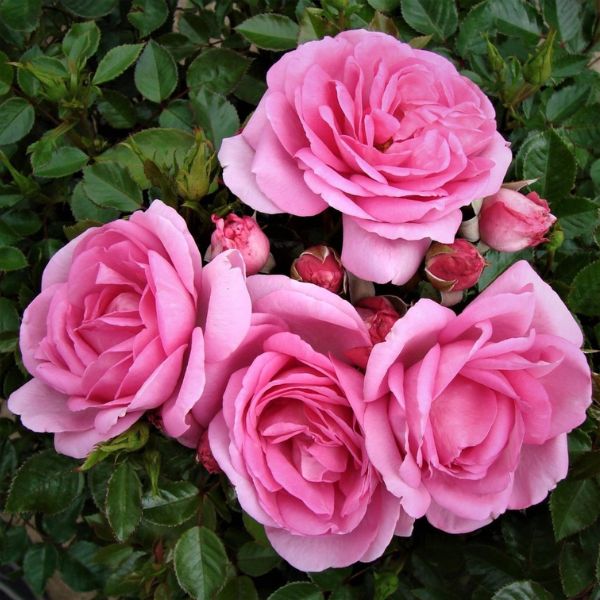 Mother's Day Fragrant Roses