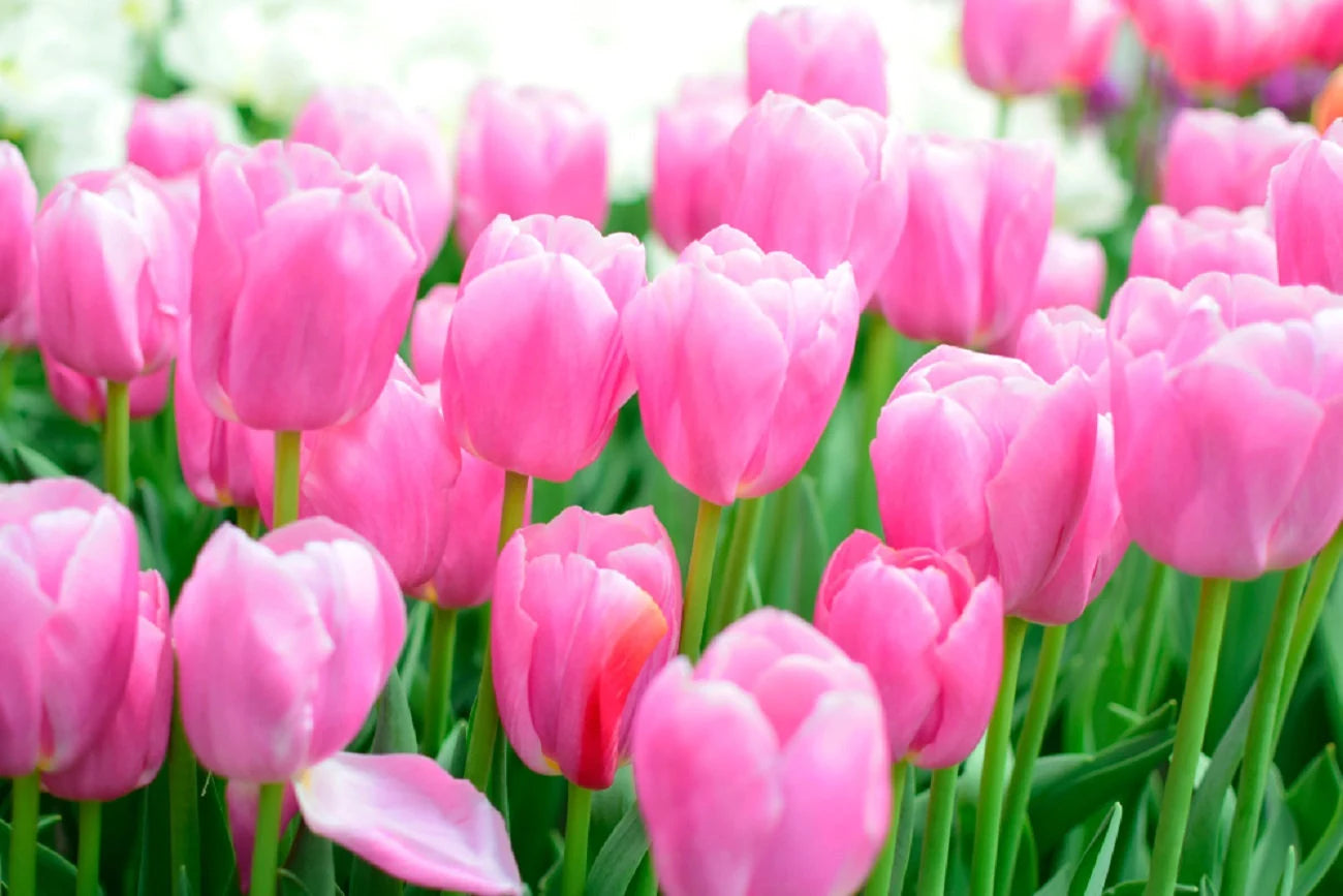 Buy Spring Flowering Bulbs Online Ireland