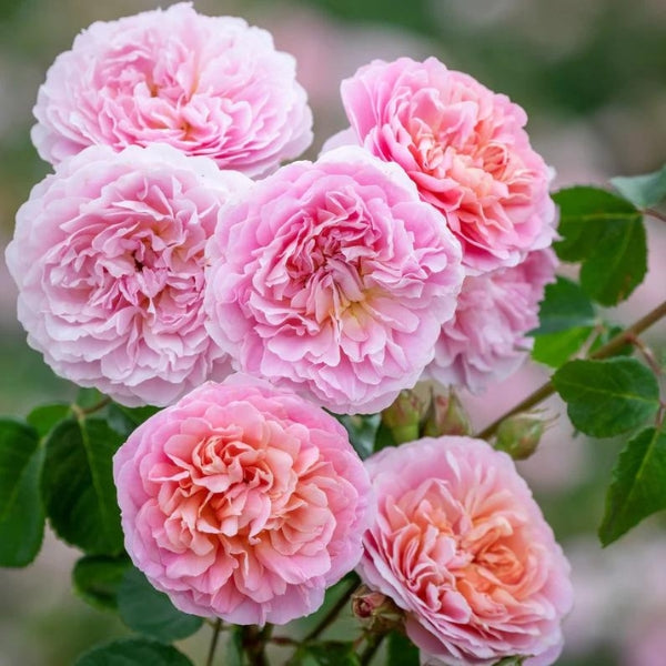 David Austin Fragrant Roses