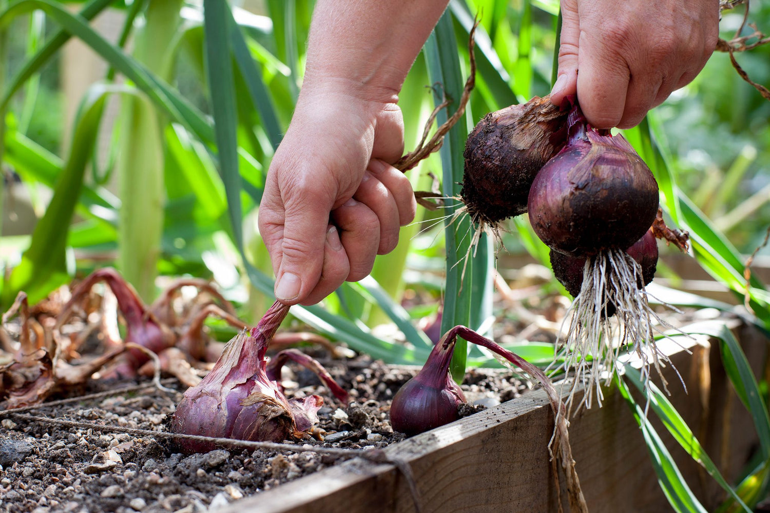 Grow Your Own Onions & Garlic - Buy For Vegetable Bulbs Online Ireland