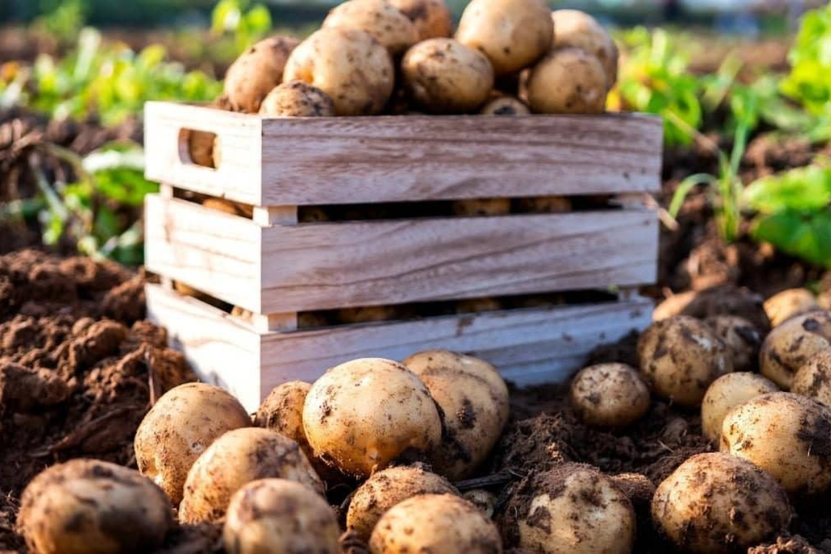 Grow Your Own Potatoes - Buy Seed Potatoes Online Ireland