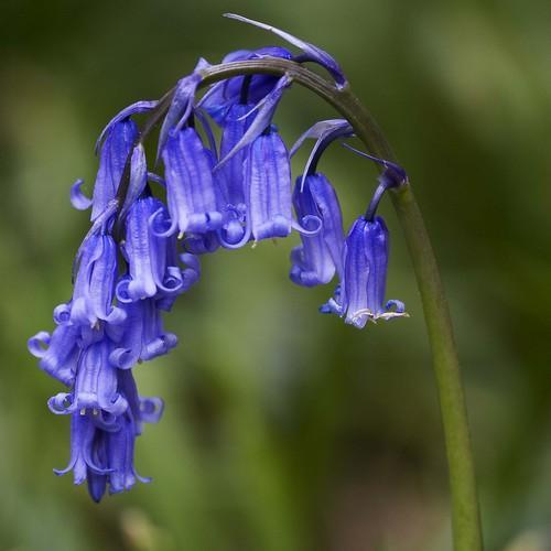 Bluebells | Hyacinthoides Non Scripta (5 Pack)
