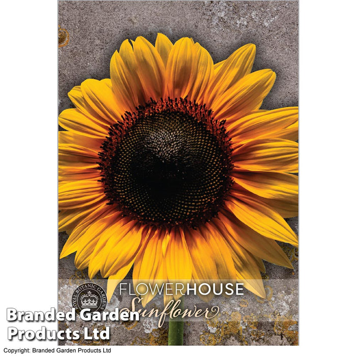 Sunflower 'Russian Giant' - Kew Flowerhouse Seed Collection