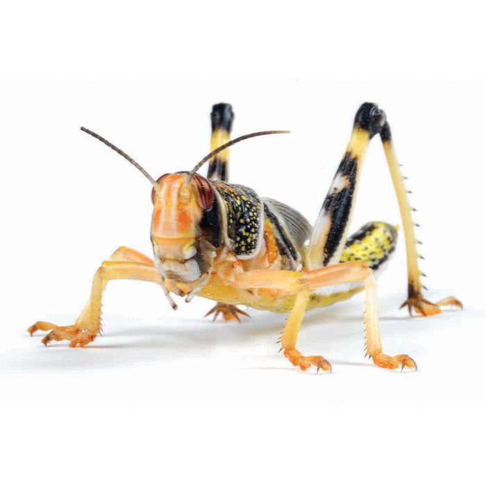 Locust Hoppers 4th Bulk-Pack 50 approx (28-32mm)