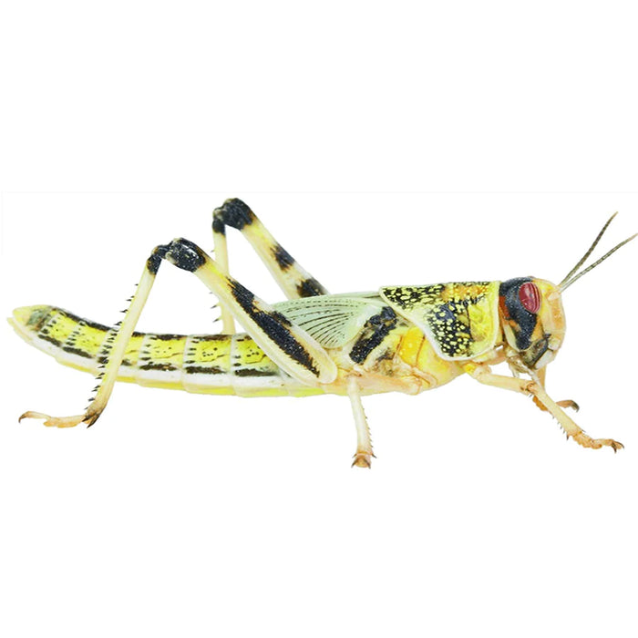 Locust Hoppers 5th Pre-Pack (36-42)
