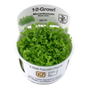 Micranthemum Tweediei 'Monte Carlo' 1-2 Grow