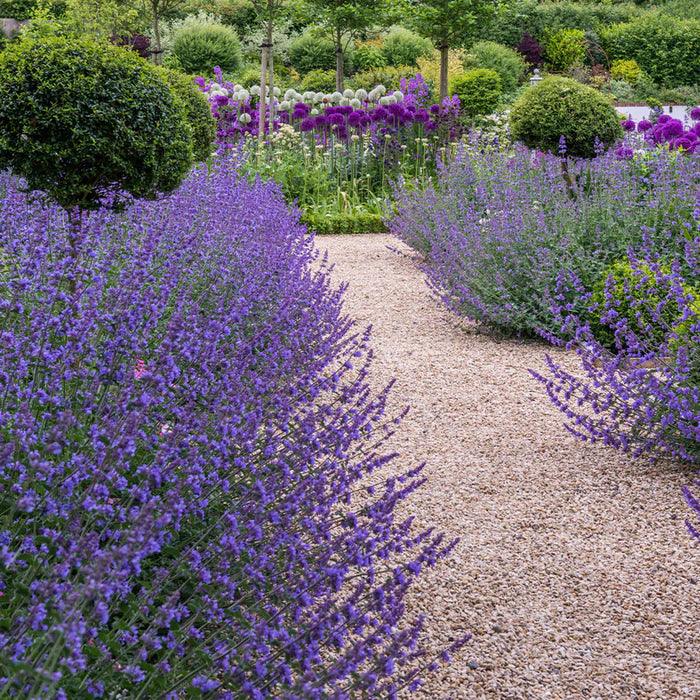 Plants for Bees & Butterflies