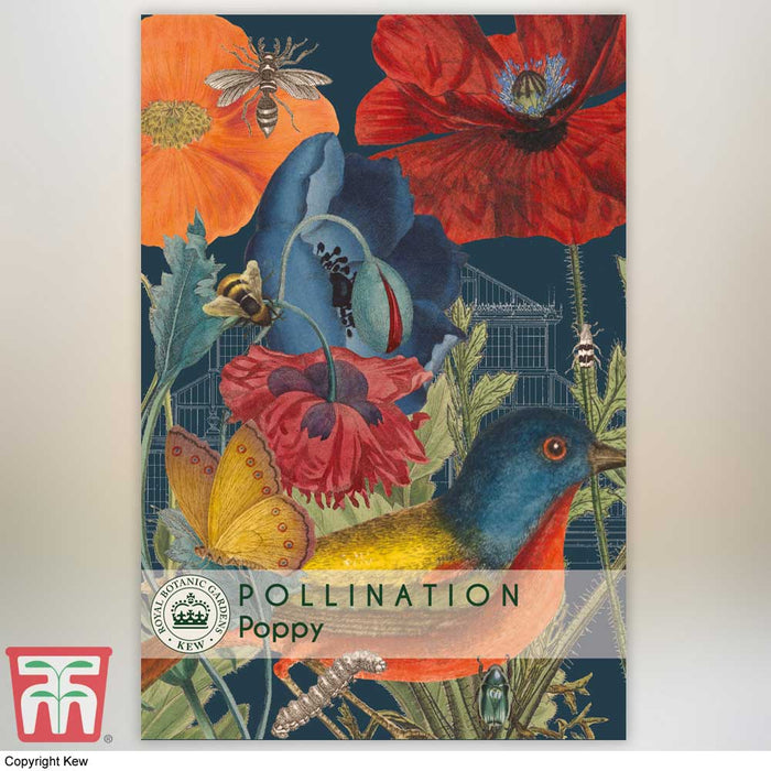 Poppy (Wild) - Kew Pollination