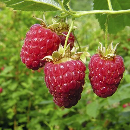 Raspberry 'Autumn Bliss' | Rubus idaeus 'Autumn Bliss'