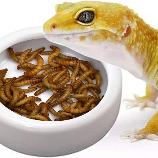Reptile Bowls and Feeders