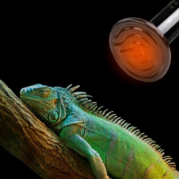 Reptile Heating and Lighting