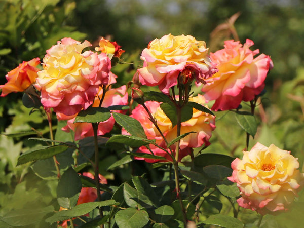 Aquarell Hybrid Tea Rose 4.5 Litre