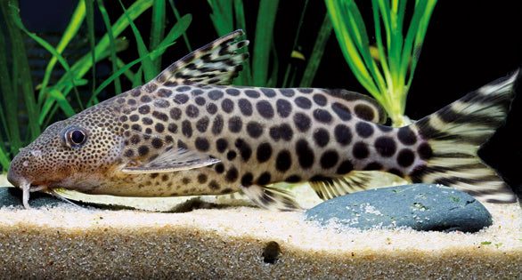 Leopard Synodontis Catfish (Synodontis pardalis) (M)