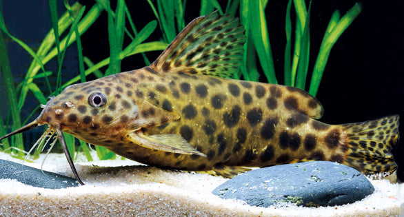 Leopard Synodontis Catfish (Synodontis pardalis) (M)