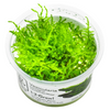 Vesicularia Montagnei 'Christmas Moss' 1-2Grow