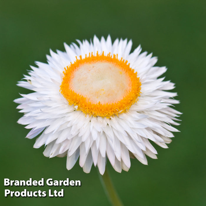 Helichrysum bracteatum White