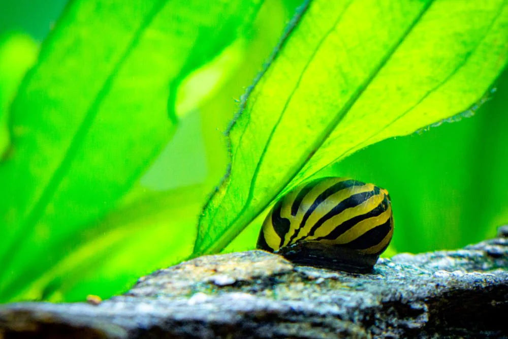 Zebra Nerite Snail (Neritina natalensis)