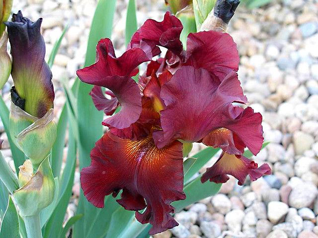 Iris germanica 'Vita Fire' 2L