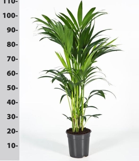 Kentia Palm | Howea Forsteriana - 100cm Tall