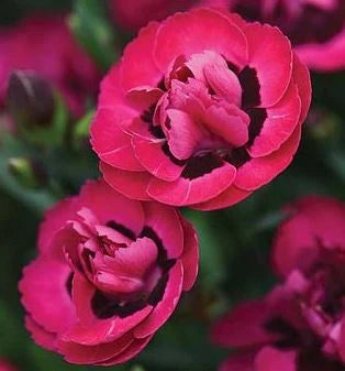 Dianthus 'Early Love' (9cm)