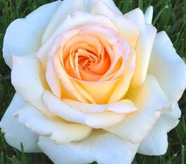 Anastasia Hybrid Tea Rose 4.5 Litre