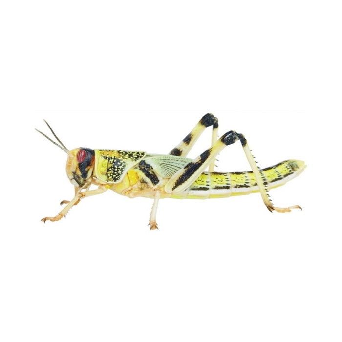 Locust Hoppers 4th Pre-Pack