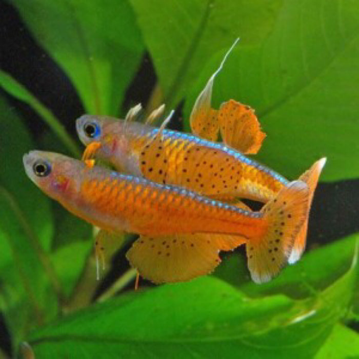 Paskai Rainbowfish | Pseudomugil Paskai (ML)