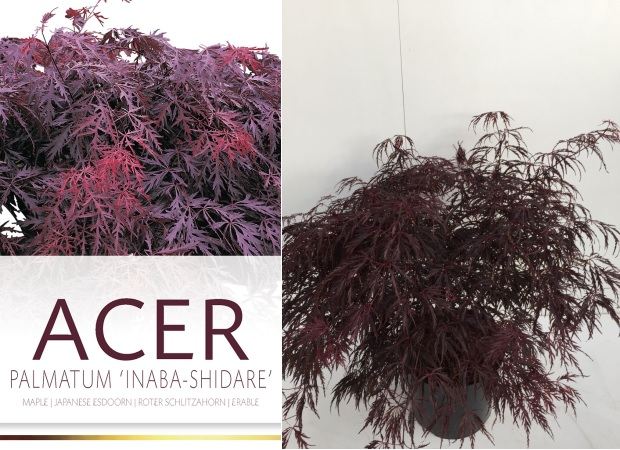 Acer palmatum 'Inaba-shidare' | Japanese Maple 60-70 CM C10
