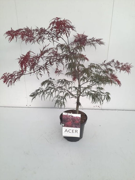 Acer palmatum 'Inaba-shidare' | Japanese Maple 40-60 CM C4