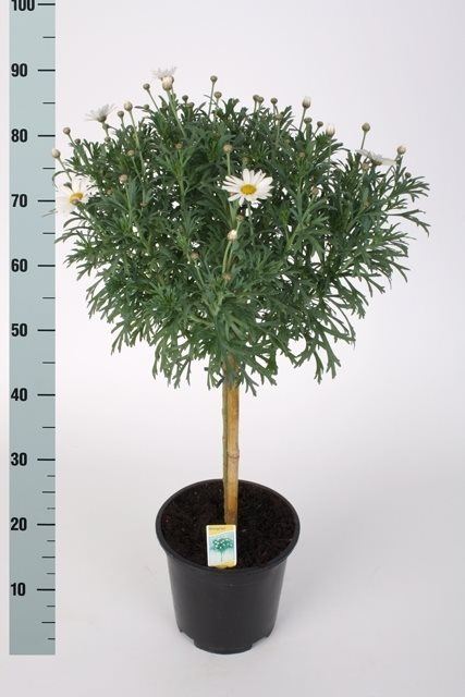 Argyranthemum Frutescens White | Paris Daisy P19 On Stem