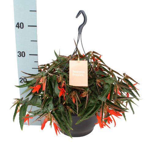 Begonia tub. 'Bonfire' / P23, hanging pot