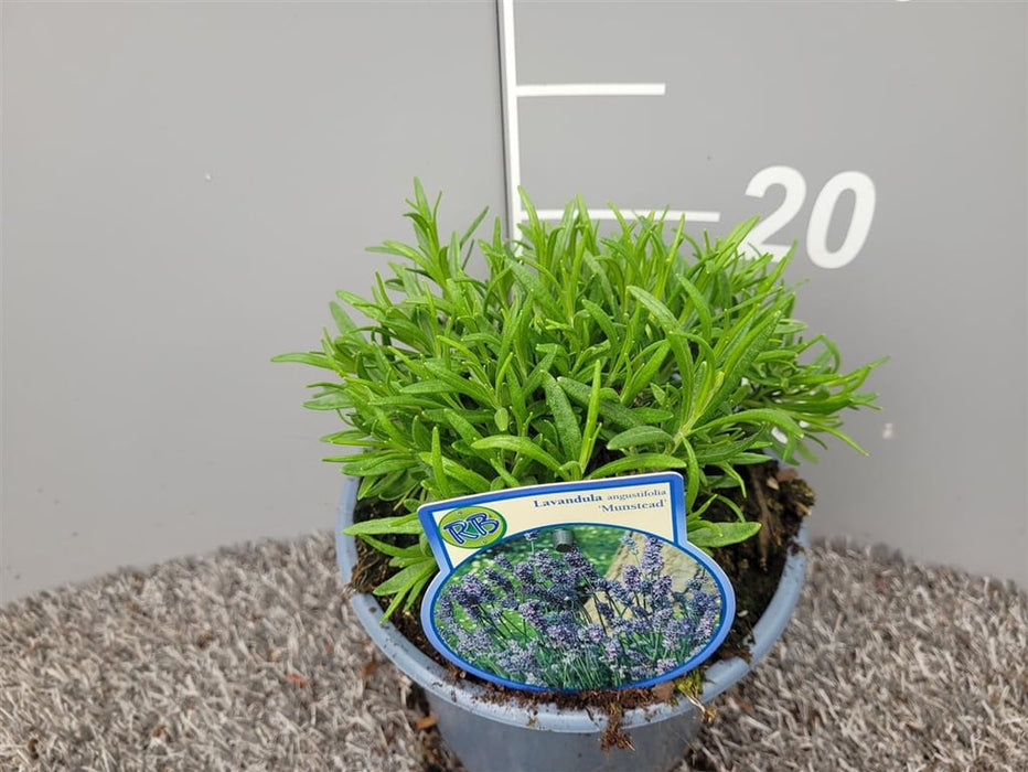 Lavander | Lavandula angustifolia Munstead 2 Litre