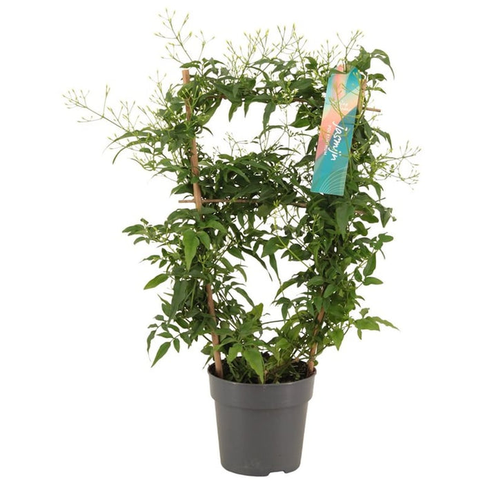 Jasminum polyanthum / P12, trellis