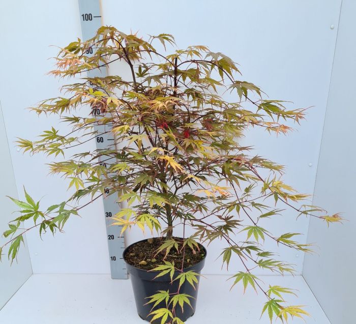 Acer palmatum 'Chitoseyama' | Japanese Maple 80-100 CM C12