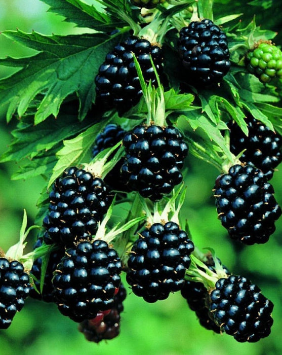 Blackberry 'Thornless Evergreen' | Rubus 'Thornless Evergreen'