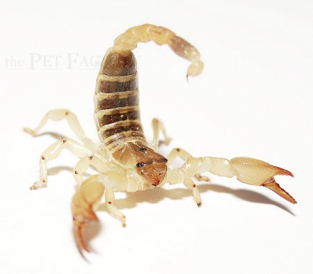 Gold Claw Scorpion