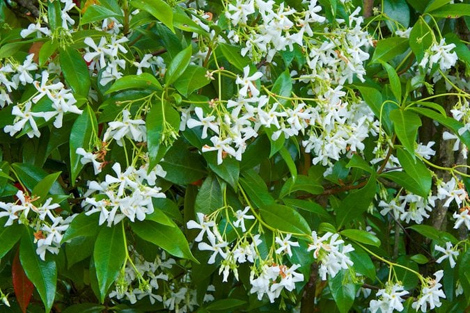Trachelospermum jasminoides | Star Jasmine Very Fragrant - 3 Litre