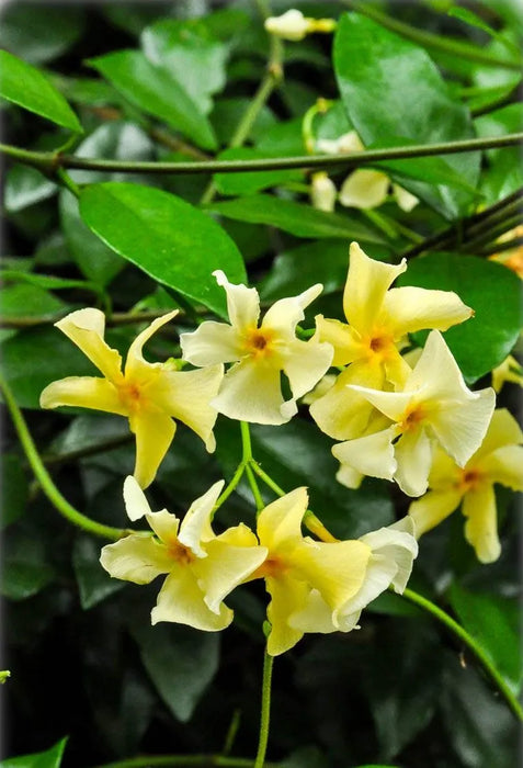 Trachelospermum Jasmine 'Yellow Wings' (4 canes) very fragrant